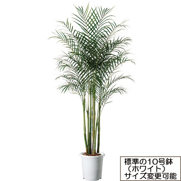 訳ありセール 格安 人工観葉植物 大型 トロピカル ヤシ類 ケンガイ鉢 株立 アレカヤシ 全高2 0m 人工観葉植物 人工樹木 装飾 ディスプレイ オブジェ フェイクグリーン インテリアグリーン 造花 Www Ordia Fr