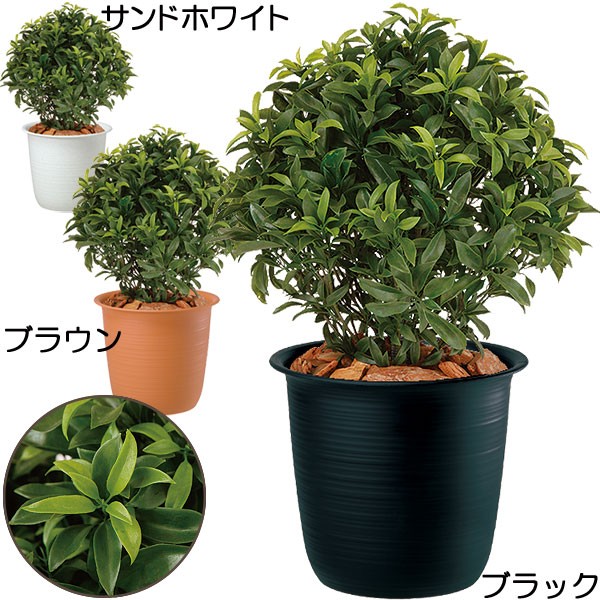 定番キャンバス 人工観葉植物 全高70cm ベイリーフ ツリー鉢 月桂樹 ゲッケイジュ ローレル 人工樹木 造花 フェイクグリーン インテリアグリーン  ディスプレイ 装飾 primashop.id