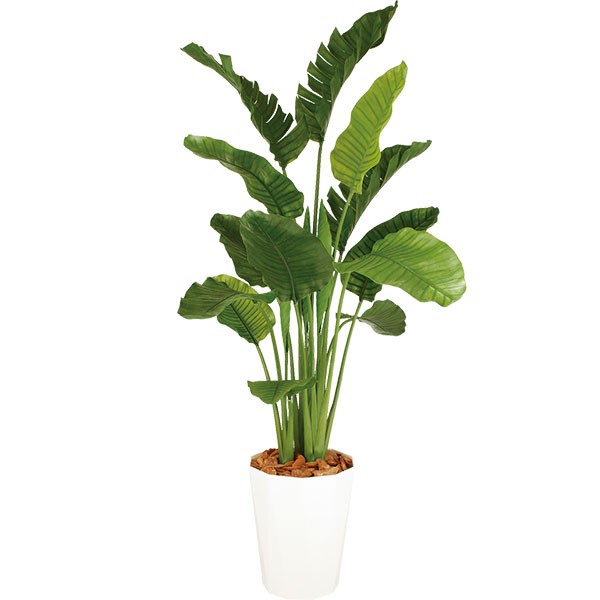 ストレリチアオーガスタ　観葉植物 超大型 ストレリチア・オーガスタ【大型 観葉植物 8号鉢／Lサイズ1個