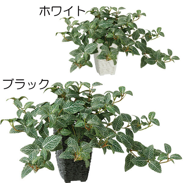 人工観葉植物 鉢付き フィットニア ハンギング 全高25cm アミメグサ