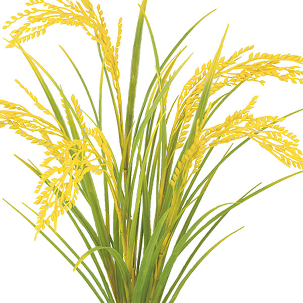 楽天市場 人工観葉植物 稲穂 ブッシュ 全長55cm 3本セット イネ いね イナホ 稲 造花 人工樹木 リーフ 花材 葉材 グリーン材 フラワーアレンジメント ディスプレイ 装飾 グリーンランド