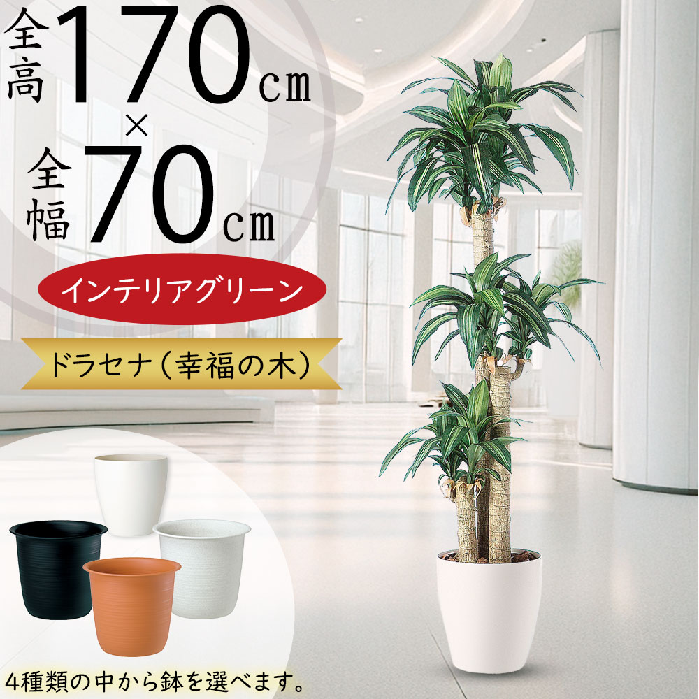 ドラセナ ユッカ フェイクグリーン 大型 おしゃれ 人気 インテリアグリーン リアル 観葉植物 人工観葉植物 人工樹木 造花 アートプランツ アートグリーン 室内 オブジェ ギフト プレゼント 引っ越し祝い 新築祝い 開店祝い 店舗 オフィス お洒落 本物そっくり 特大 全高170cm