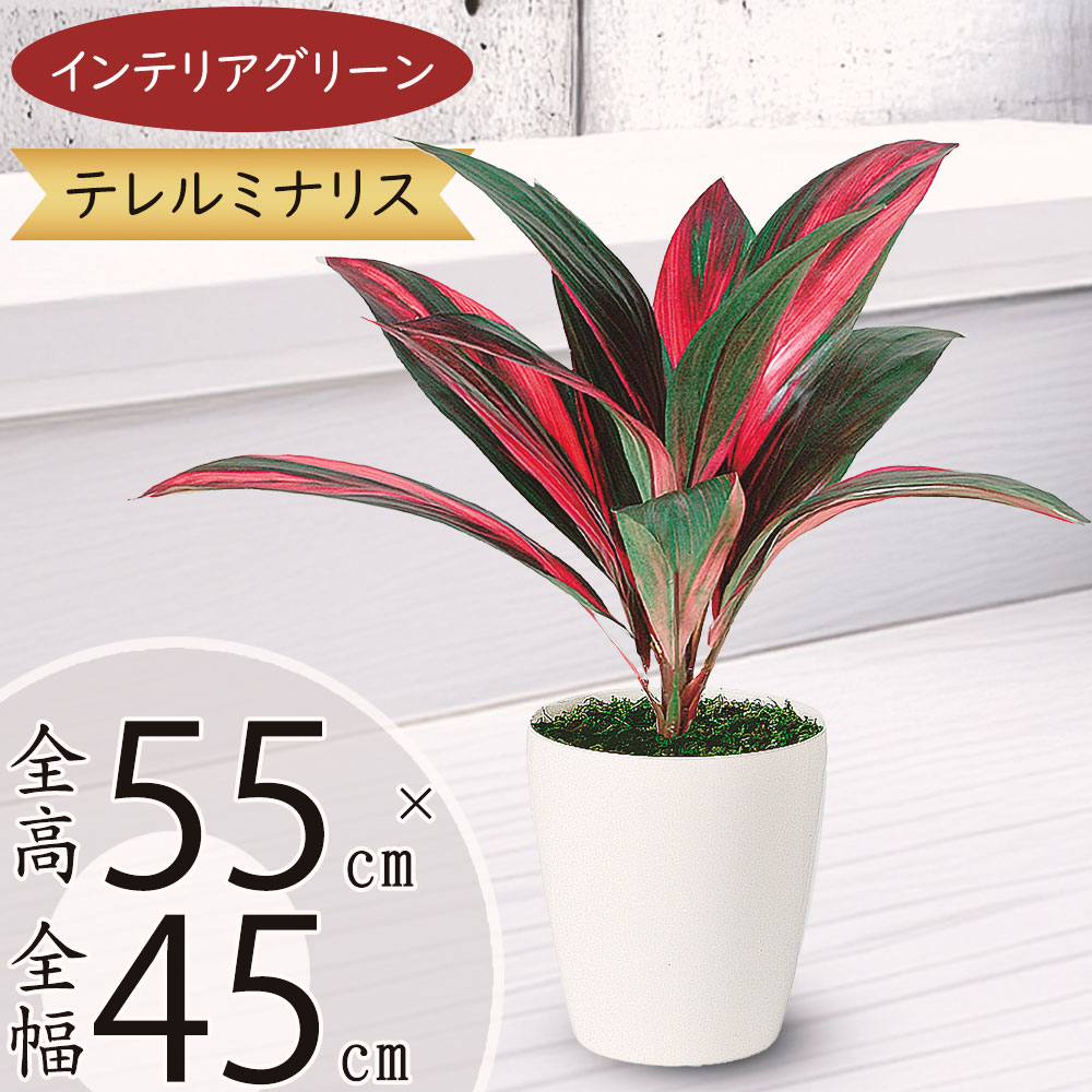 フェイクグリーン おしゃれ 人気 リアル インテリアグリーン 観葉植物 人工観葉植物 造花 アートグリーン 人工樹木 鉢物 お洒落 インテリア オブジェ テーブルサイズ ギフト 贈り物 新築祝い 開店祝い 鉢付き ディスプレイ 本物そっくり レインボーテルミナリス 全高55cm