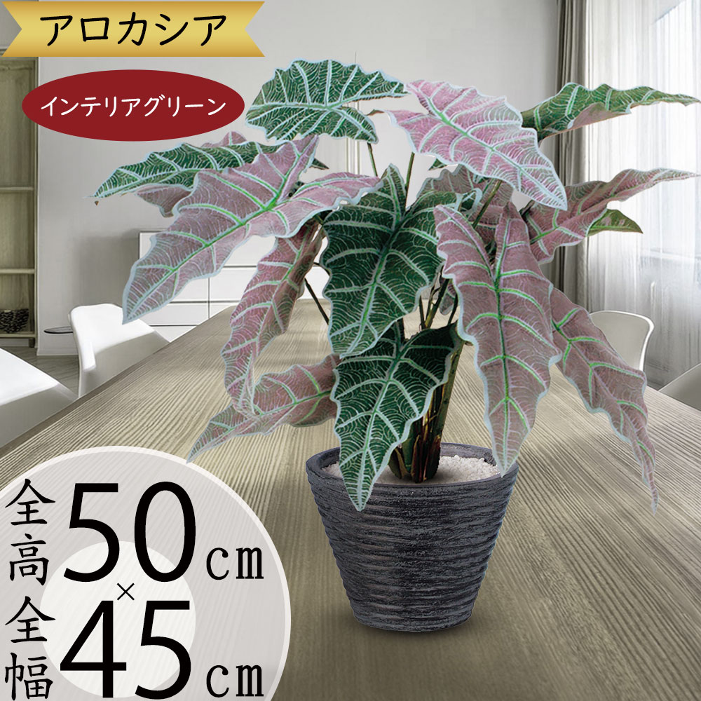 楽天市場】アロカシア（グリーンユニコーン） 3.5号 ポット苗 1