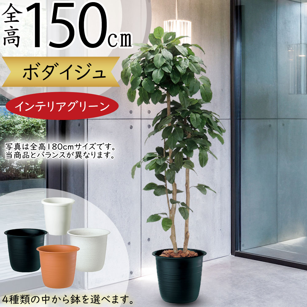 光触媒　人工観葉植物　ウォールグリーン　フェイクグリーン　インドボダイジュFST 光触媒 人工観葉植物 ウォールグリーン フェイクグリーン インド