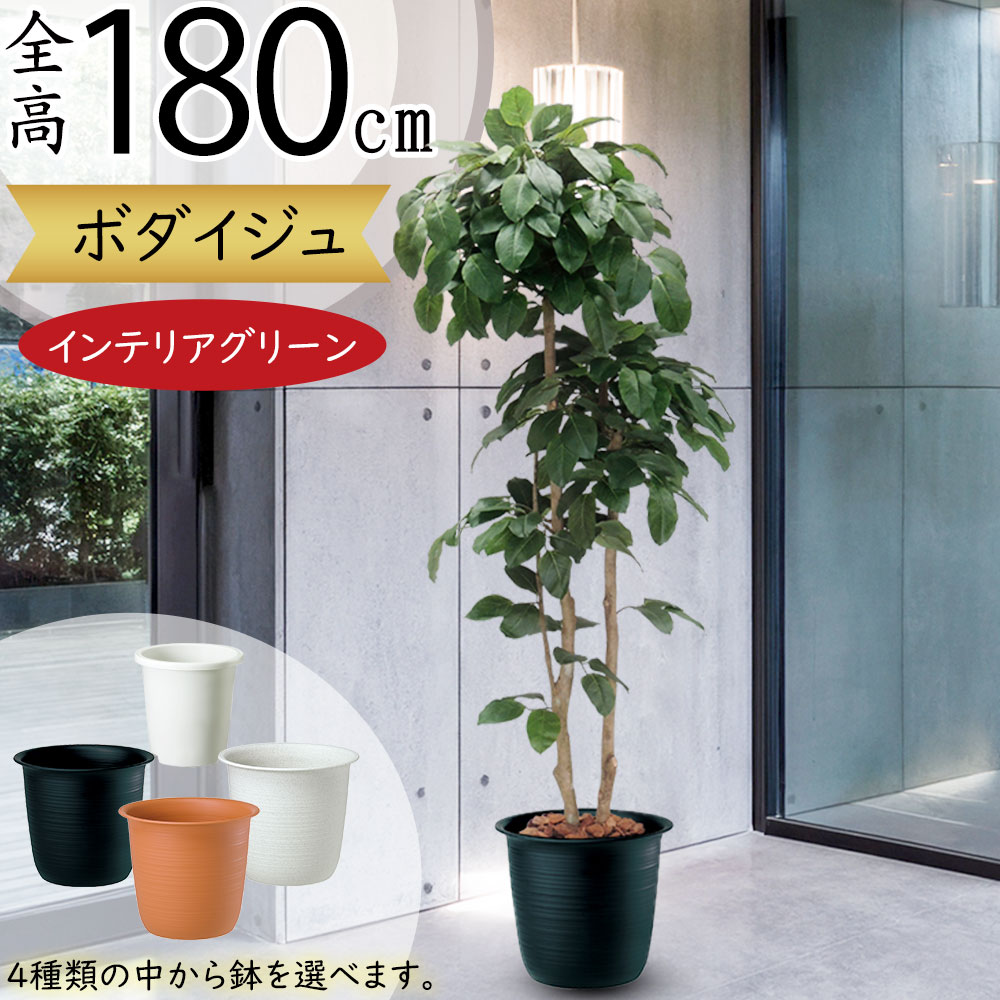 絵画　自然　白樺　花　草木　グリーン　額縁付き　美術品インテリア　森　シラカバ keishin_a50768