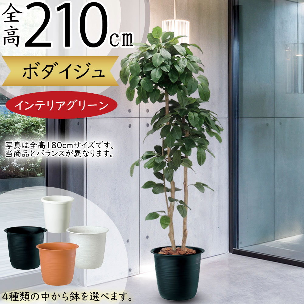 楽天市場】フェイクグリーン 大型 ベンガル菩提樹 ボダイジュ
