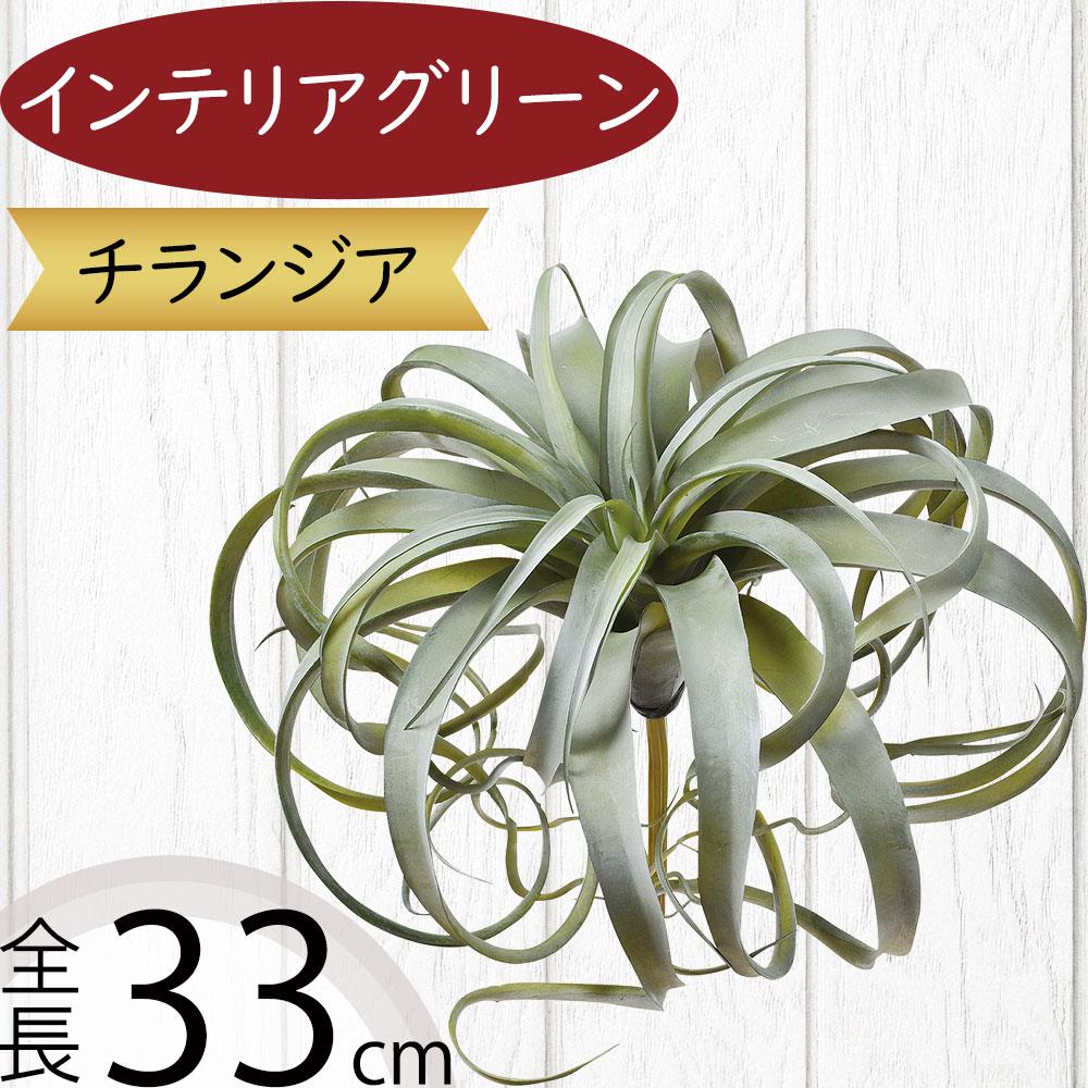 光触媒　人工観葉植物　フェイクグリーン　チランジアスタンプウッド 楽天市場】チランジア ティランジア エアプランツ おしゃれ 人気