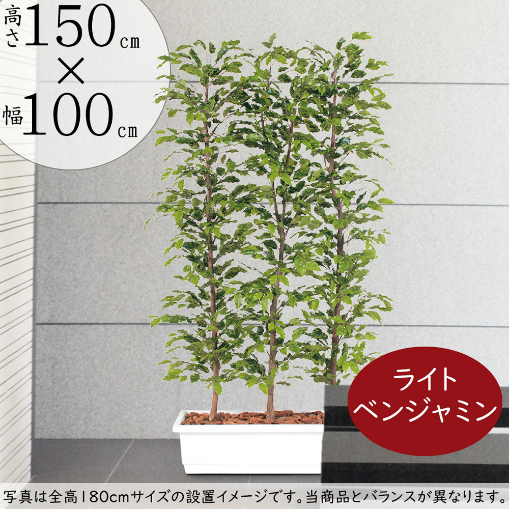 送料込・まとめ買い 観葉植物 インテリアグリーン 全高1.5m フランス