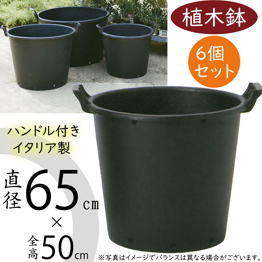 ココスヤシ 45Lナーセリーポット 安心の鉢植え ココスヤシ 45Lナーセリーポット 安心の鉢植え 園芸 植木鉢 大型