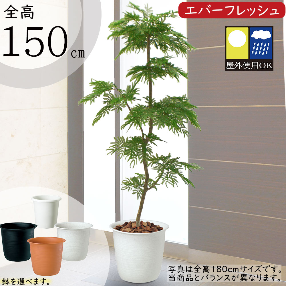 楽天市場】【フェイクグリーン】【屋外対応】おしゃれ 観葉植物 大型 全高210cm 特大 インテリアグリーン 造花 アートグリーン 人工観葉植物  人工樹木 エバーフレッシュ エバーグリーン ねむの木 ネムノキ 人気 高品質 リアル おすすめ 屋外用 テラス バルコニー ベランダ ...