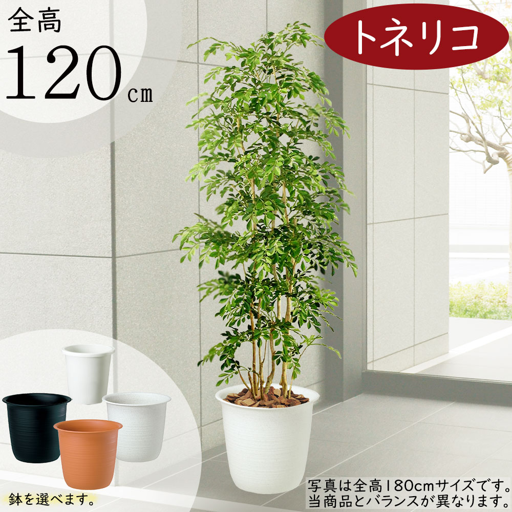 送料込み 観葉植物 フェイクグリーン 高さ約170cm 白鉢付き 直接手渡し可 フェイクグリーン鉢セット 大型「シェフレラ×Tall Square w/g