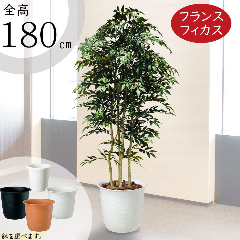 楽天市場】フェイクグリーン 大型 おしゃれ 人気 ベンジャミン