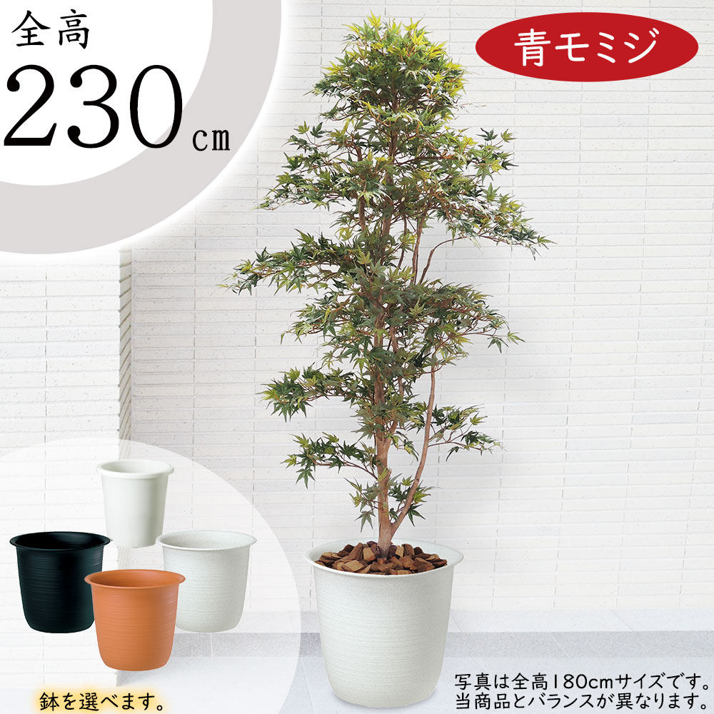 京都での手渡しのみ ポリシャス10号 約180cm 現品販売 近畿はお届けも