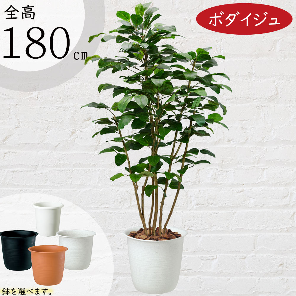 【楽天市場】【フェイクグリーン】おしゃれ 観葉植物 全高1.2m