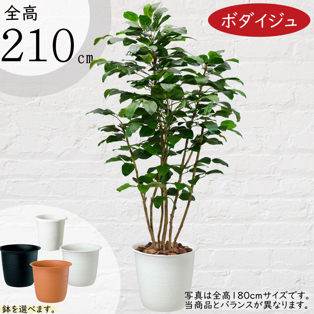 楽天市場】フェイクグリーン 大型 ベンガル菩提樹 ボダイジュ