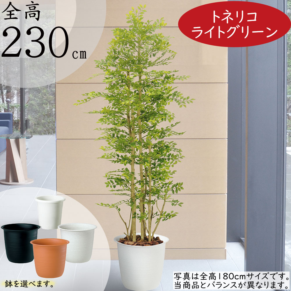riyotayu　フェイクグリーン　160cm 観葉植物　シマトネリコ bst0066-230-z1.jpg