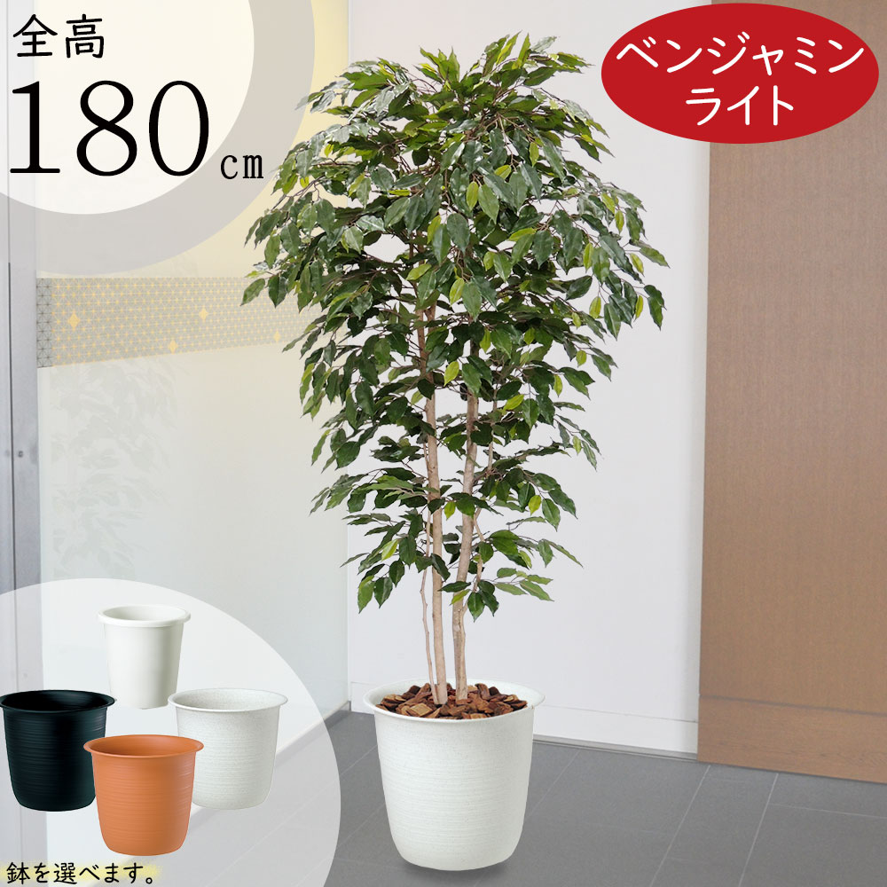 送料込み【美品】IKEA フェイクグリーン ベンジャミン 大型植物 楽天市場】フェイクグリーン 大型 おしゃれ 人気 ベンジャミン