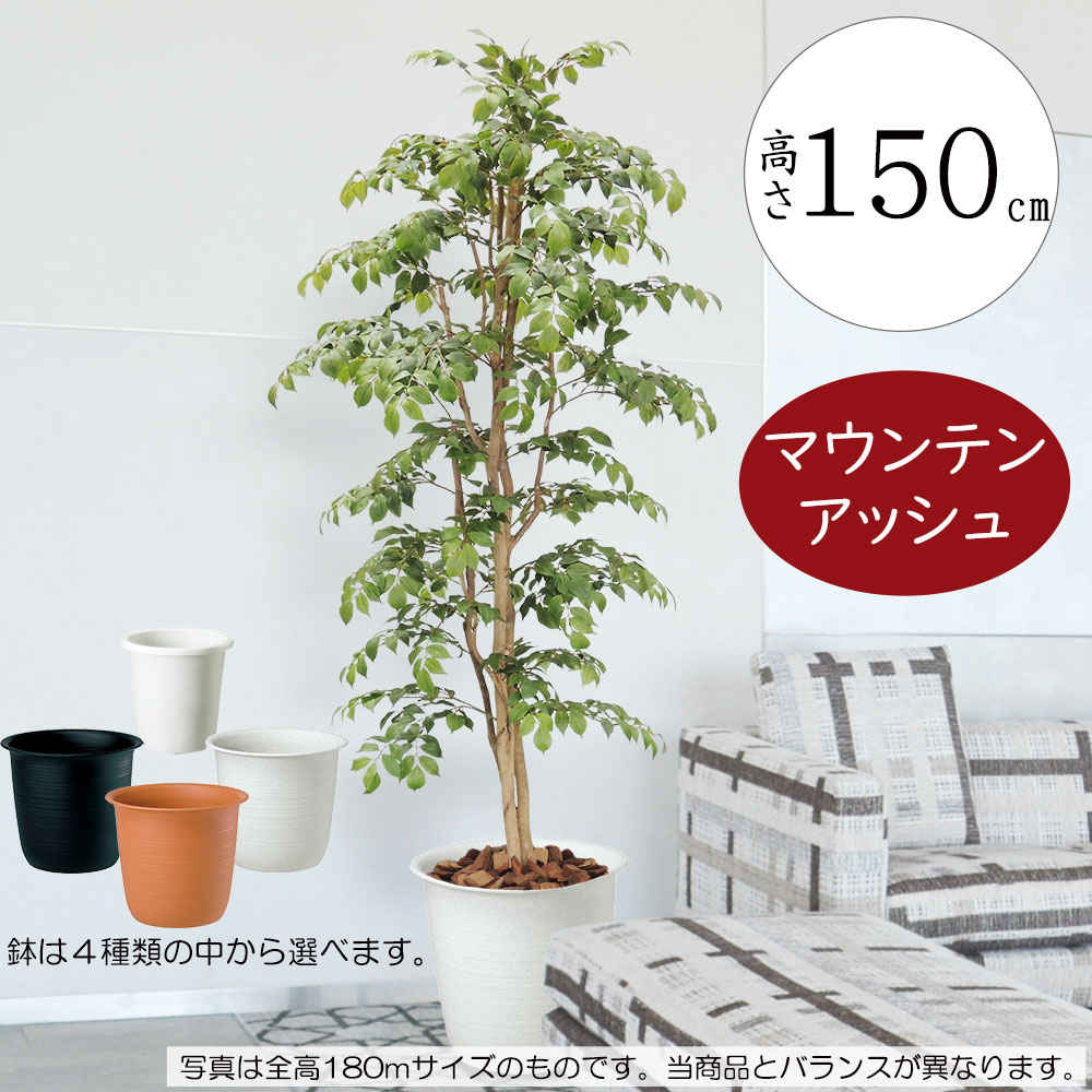 フェイクグリーン 大型 おしゃれ 人気 リアル インテリアグリーン 観葉植物 人工観葉植物 人工樹木 造花 インテリア オブジェ アートグリーン ディスプレイ ギフト 新築祝い 開店祝い お洒落 室内 ナチュラル 自然木 高品質 おすすめ 鉢付き 大きめ マウンテンアッシュ 150cm|グリーンランド