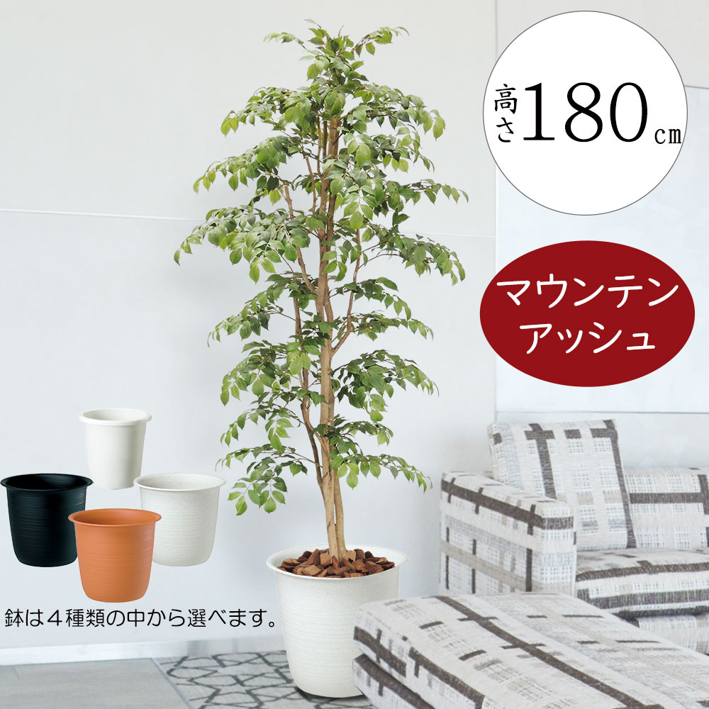 フェイクグリーン 大型 おしゃれ 人気 リアル インテリアグリーン 観葉植物 人工観葉植物 人工樹木 造花 インテリア オブジェ アートグリーン ディスプレイ ギフト 新築祝い 開店祝い お洒落 室内 ナチュラル 自然木 高品質 おすすめ 鉢付き 大きめ マウンテンアッシュ 180cm