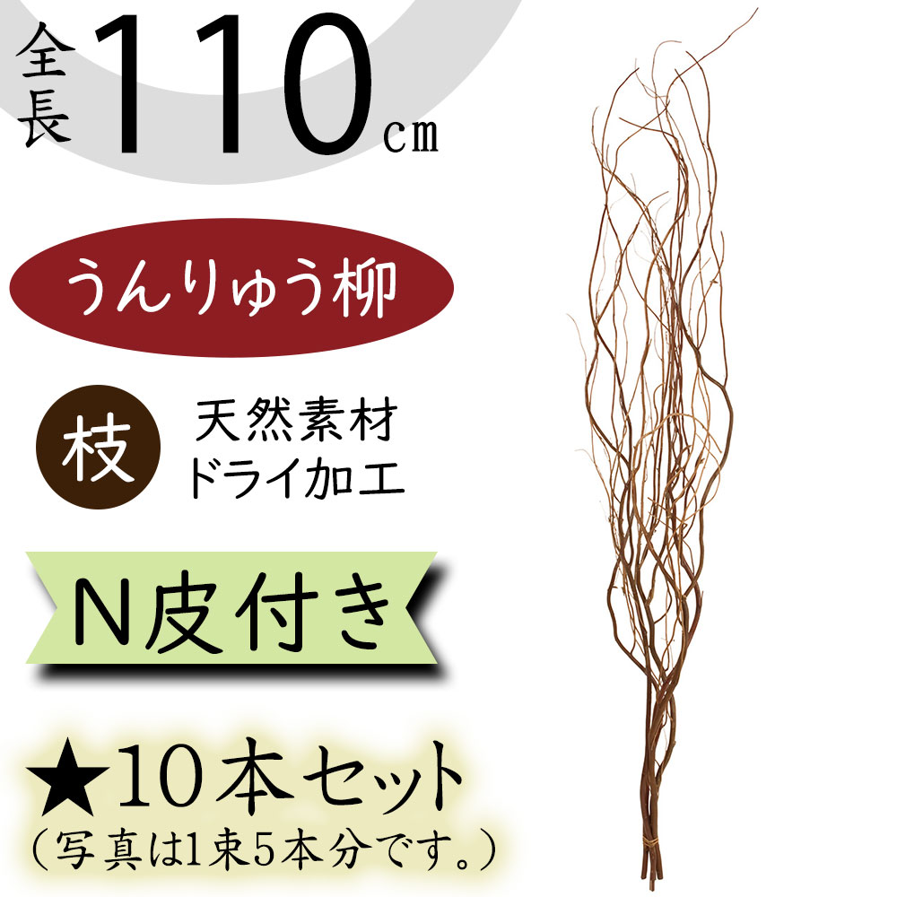 楽天市場】【ドライフラワー】うんりゅう柳 雲竜柳 おしゃれ 枝 N皮むき 全長110cm 10本セット 1束5本×2束 ウンリュウヤナギ 天然素材  自然素材 ドライ素材 枝物 枝もの ブランチ 人気 インテリアグリーン 観葉植物 インテリア フラワーアレンジメント ディスプレイ 会場 ...