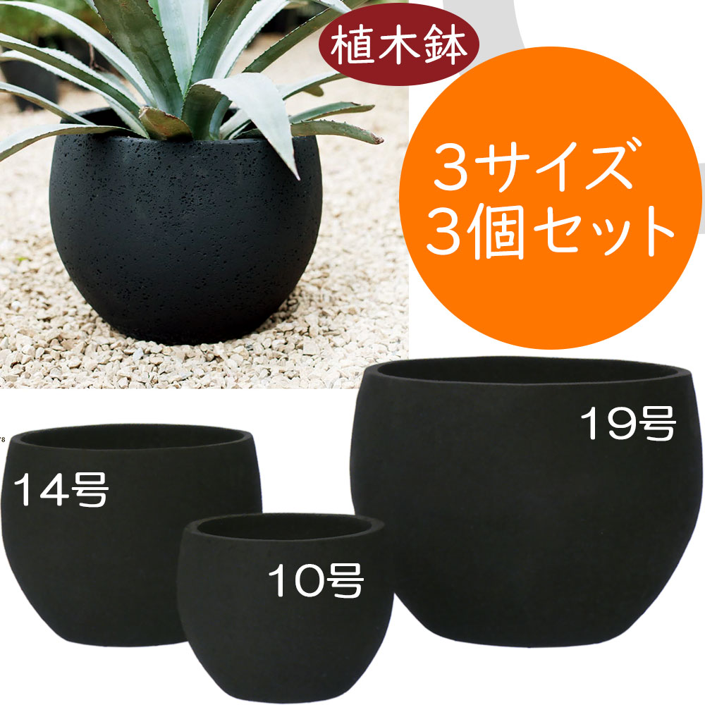 【現品】ユッカ・ブランチ　曲がり　8号　黒鉢　（2） 観葉植物「ユッカ」8号鉢 Florico Online Shop ～フロリコ