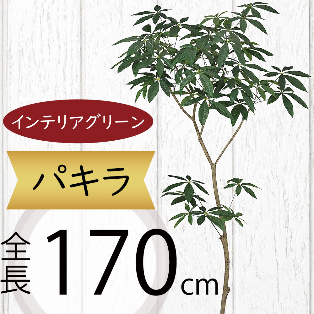 楽天市場】パキラ フェイクグリーン 大型 観葉植物 人気