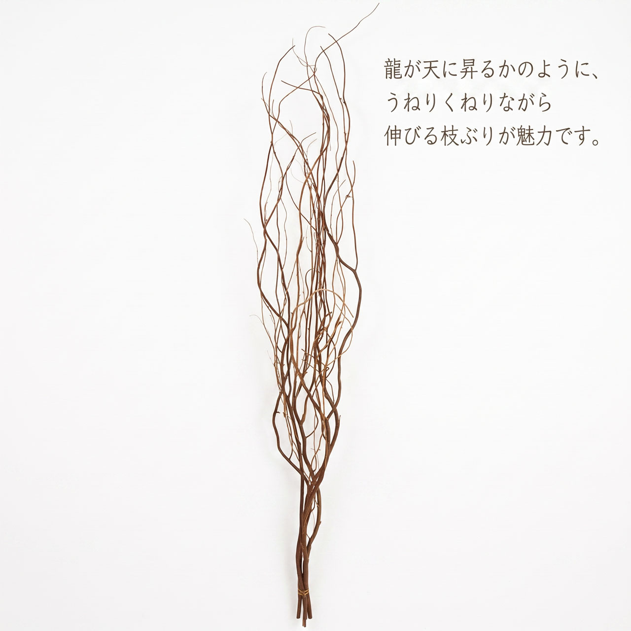 雲竜柳 うんりゅう柳 ドライフラワー おしゃれ 枝 N皮付き ウンリュウ