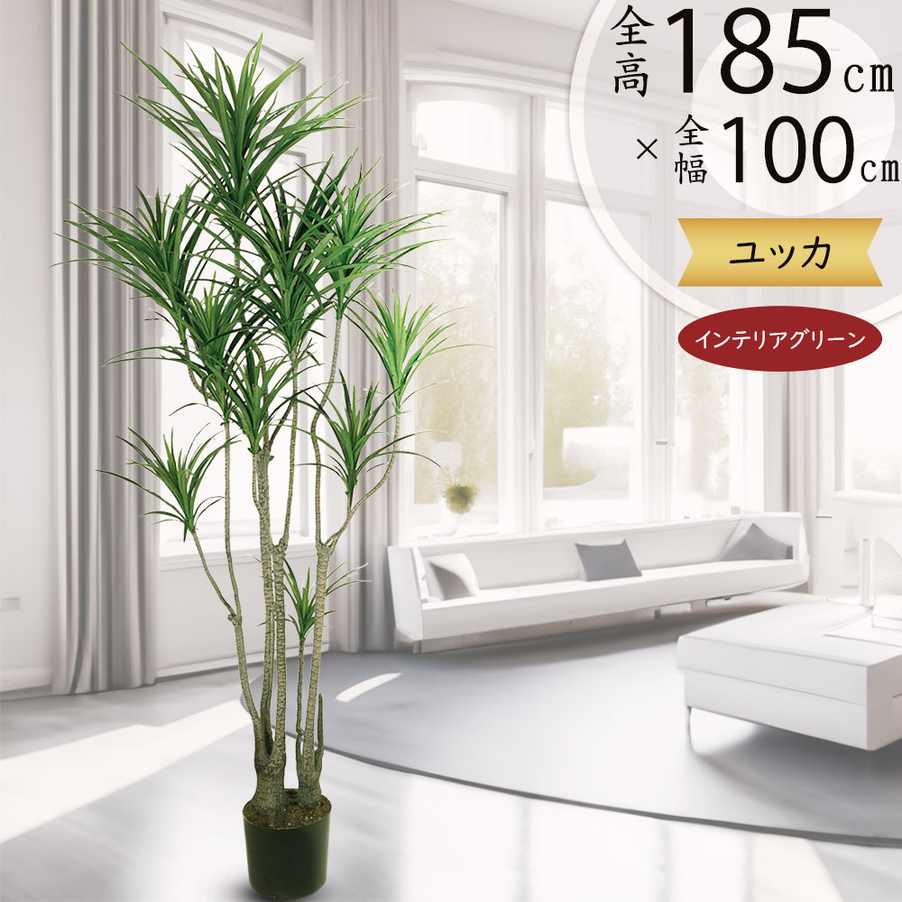 楽天市場】【送料無料】 ダブルヘッド ロストラータ ユッカ