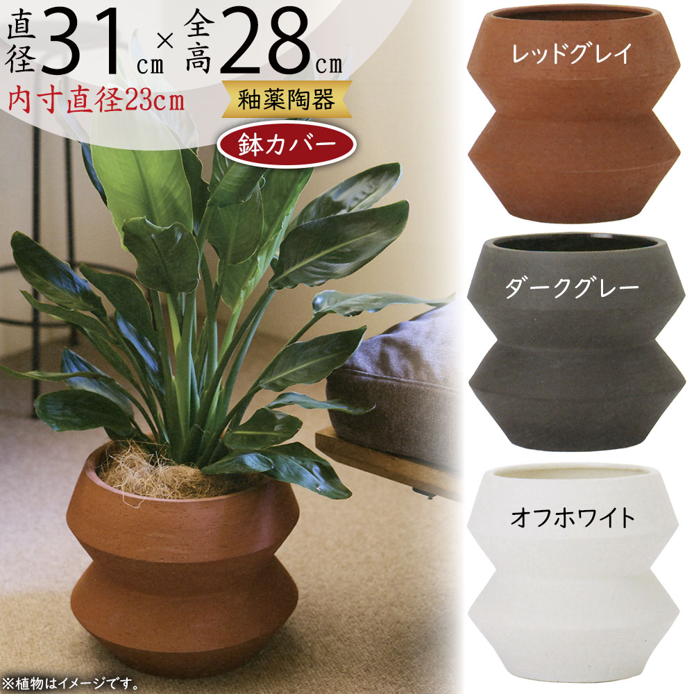 【配送:東京、神奈川、千葉、埼玉限定】ブラッサイア 約150cm 樽型鉢カバー付 ra-sh-002-06p-z1.jpg