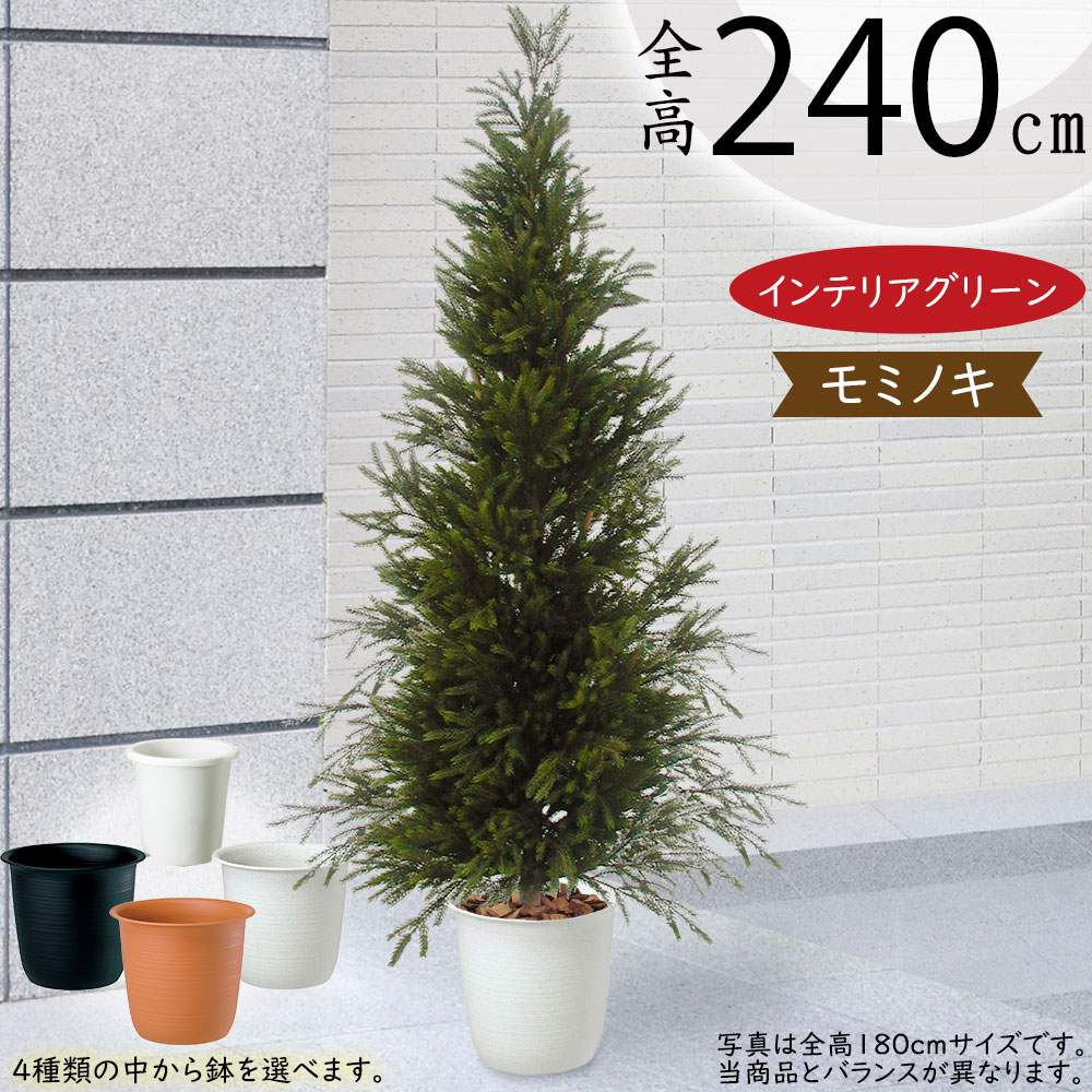 楽天市場】モミの木 【もみの木高さ3メートル】クリスマスツリー