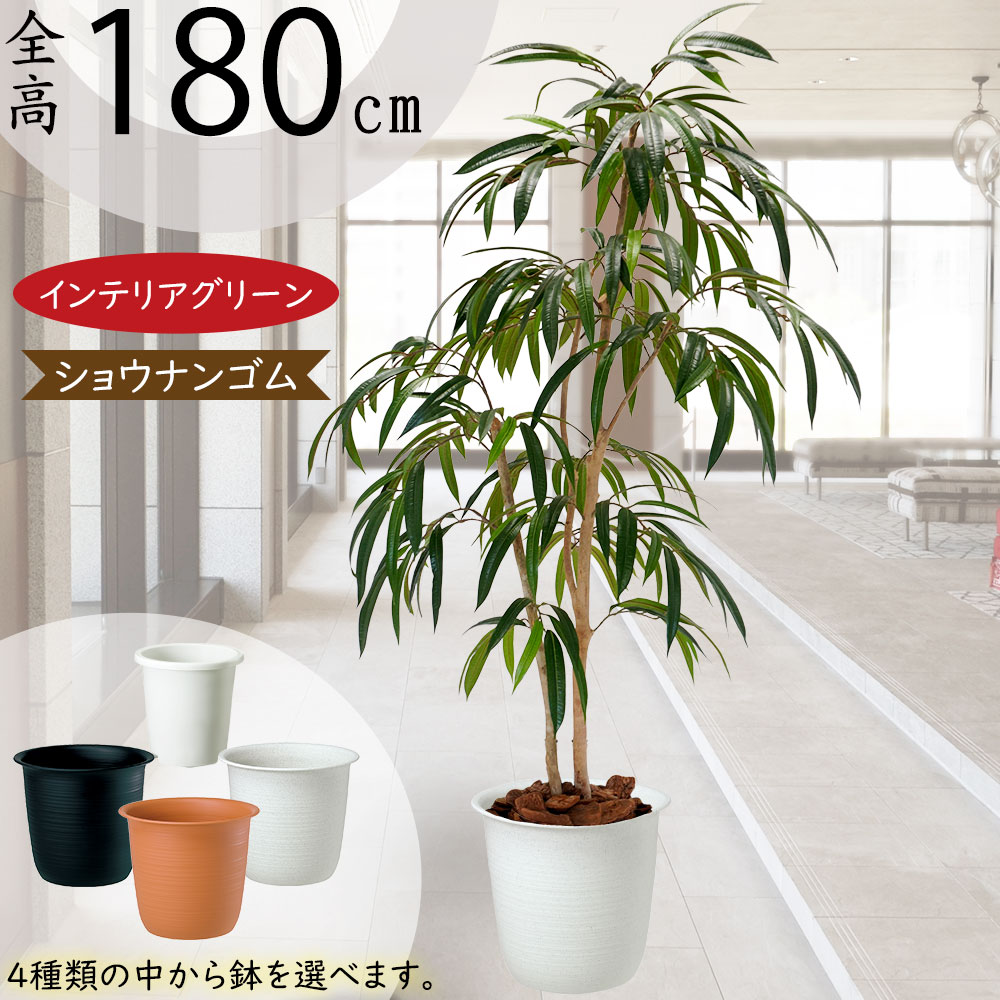 光触媒　人工観葉植物　ウォールグリーン　フェイクグリーン　ショウナンゴム148 光触媒 人工観葉植物 ウォールグリーン フェイクグリーン 壁掛け