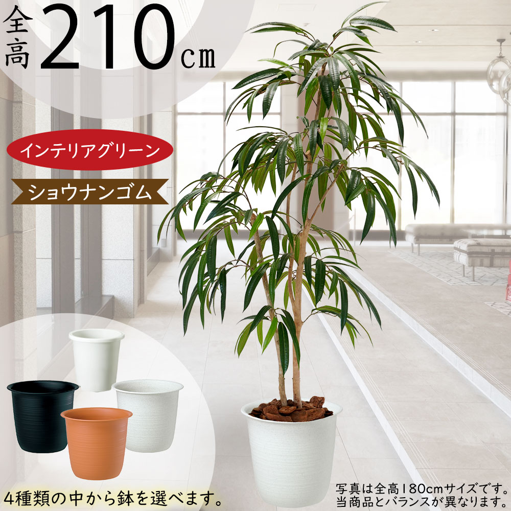 湘南ゴム　リビングサイズ 楽天市場】フェイクグリーン ショウナンゴムの木 大型 おしゃれ