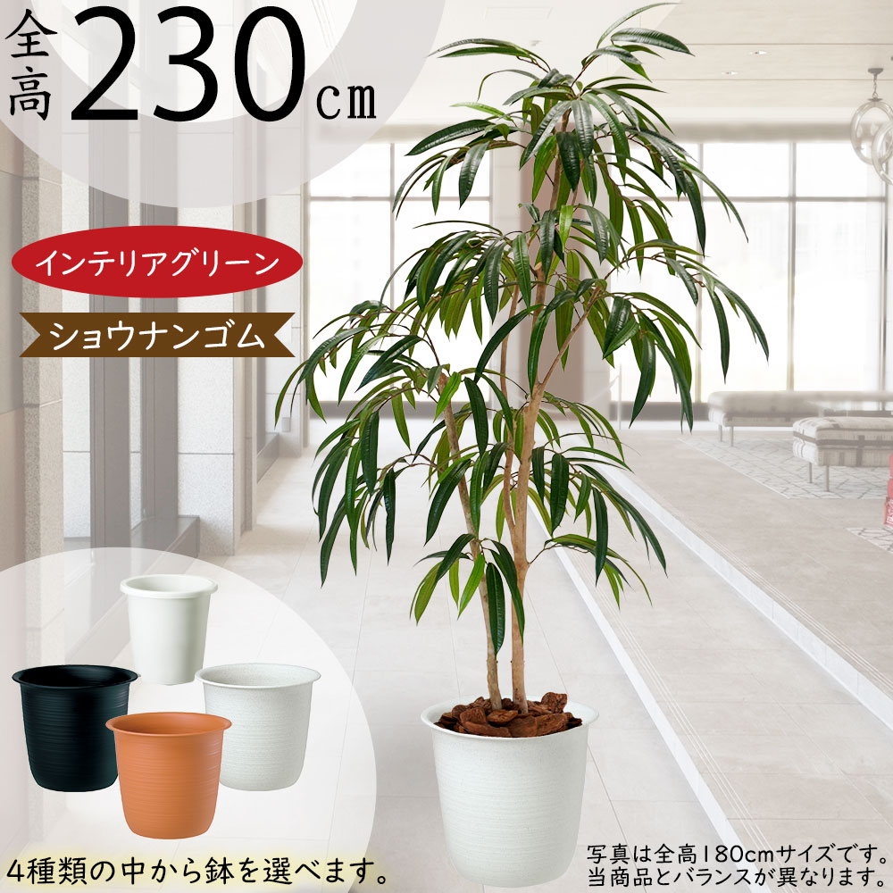 ⑨【処分価格】新品 ゴムの木(180cm) 人工観葉植物 フェイクグリーン
