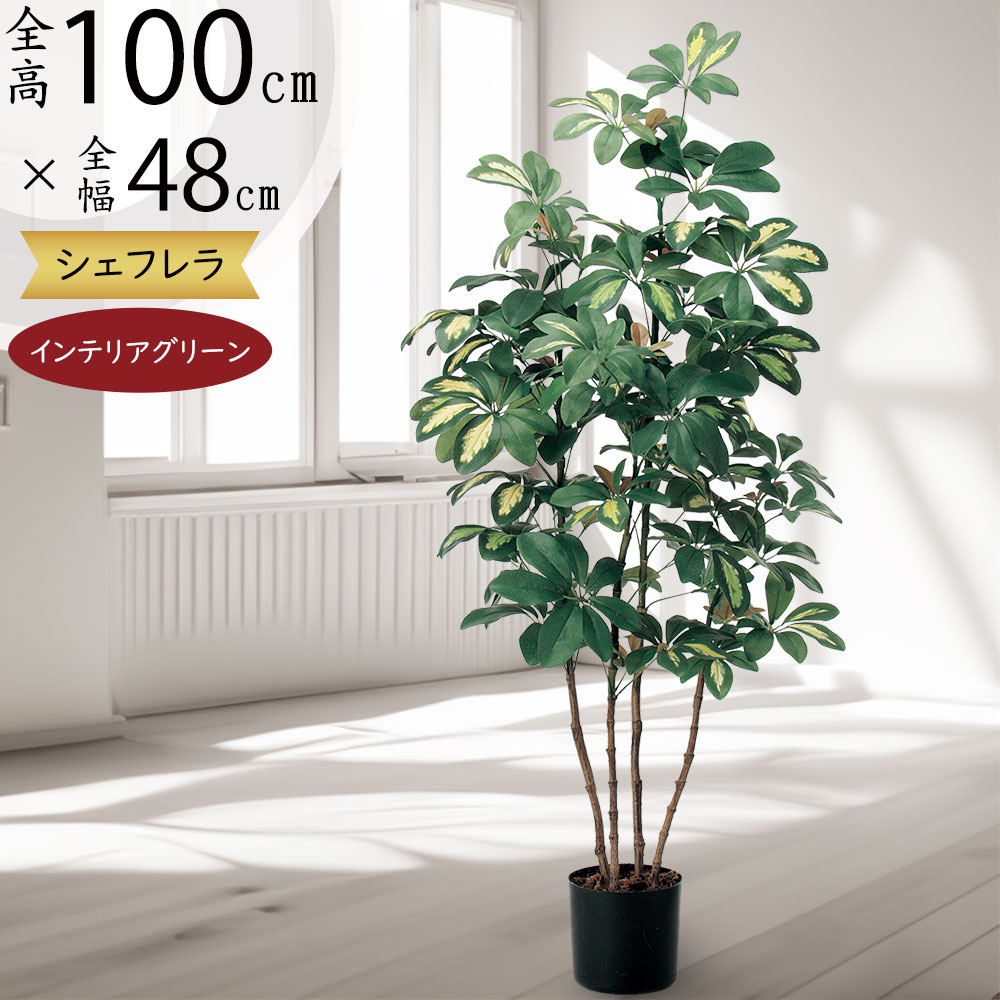 現品　シェフレラ　3番　曲がり　観葉植物　人気　インテリアグリーン　斑入り　室内 現品 シェフレラ 3番 曲がり 観葉植物 人気 インテリアグリーン