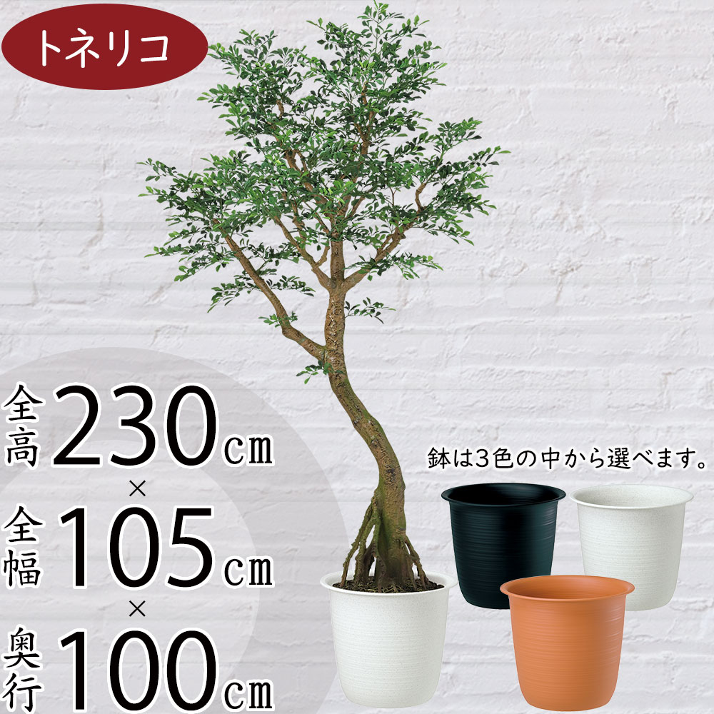 フェイクグリーン 大型 おしゃれ トネリコ ゴールデンリーフ シマトネリコ インテリアグリーン リアル 人気 人工観葉植物 造花 観葉植物 アートグリーン 人工樹木 店舗 ショップ 商業施設 公共 大空間 ディスプレイ 特大 超大型 超特大 巨大 ジャンボ コアッド 鉢付き 230cm
