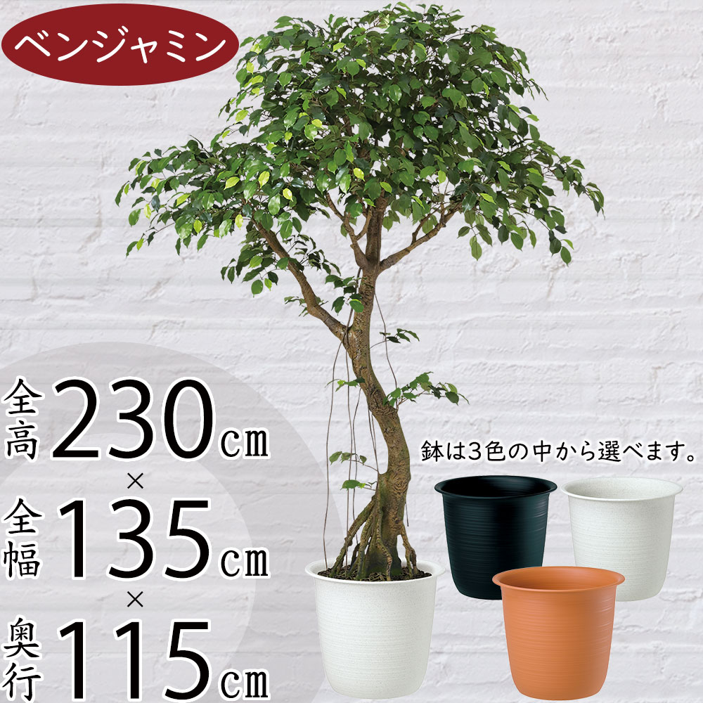 【楽天市場】【フェイクグリーン】【法人専用】おしゃれ 人気 おすすめ 大型 特大 リアル 観葉植物 ガジュマル カジュマル インテリアグリーン  全高230cm 鉢付き コアッド 大きい 人工観葉植物 樹木 造花 アートグリーン インテリア オブジェ イベント ...