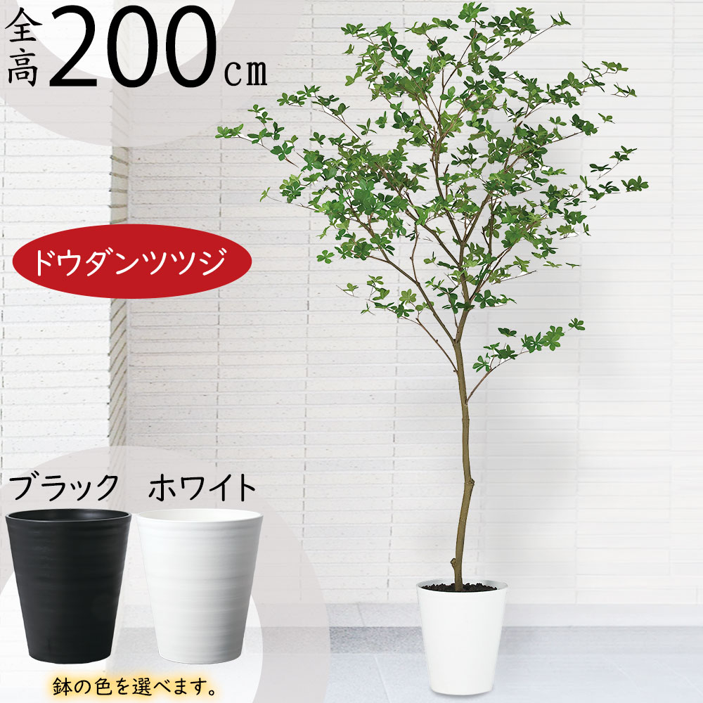 ドウダンツツジ おしゃれ フェイクグリーン 大型 人気 インテリアグリーン 人工観葉植物 人工樹木 観葉植物 アートプランツ アートグリーン インテリア オブジェ 家具 室内 リビング 店舗 オフィス ギフト 新築祝い 引っ越し祝い 開店祝い 本物そっくり 高品質 FST 全高200cm