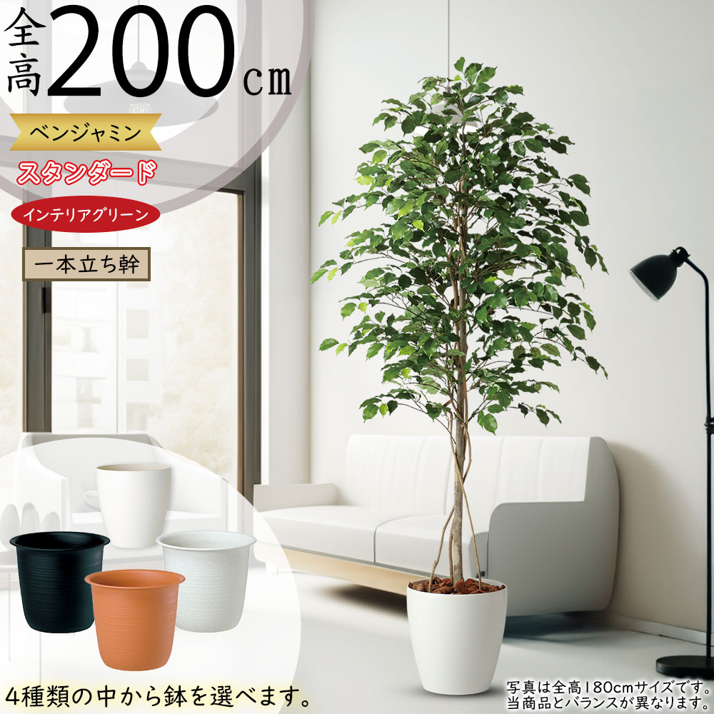 楽天市場】ウンベラータ フェイクグリーン 大型 おしゃれ 観葉植物
