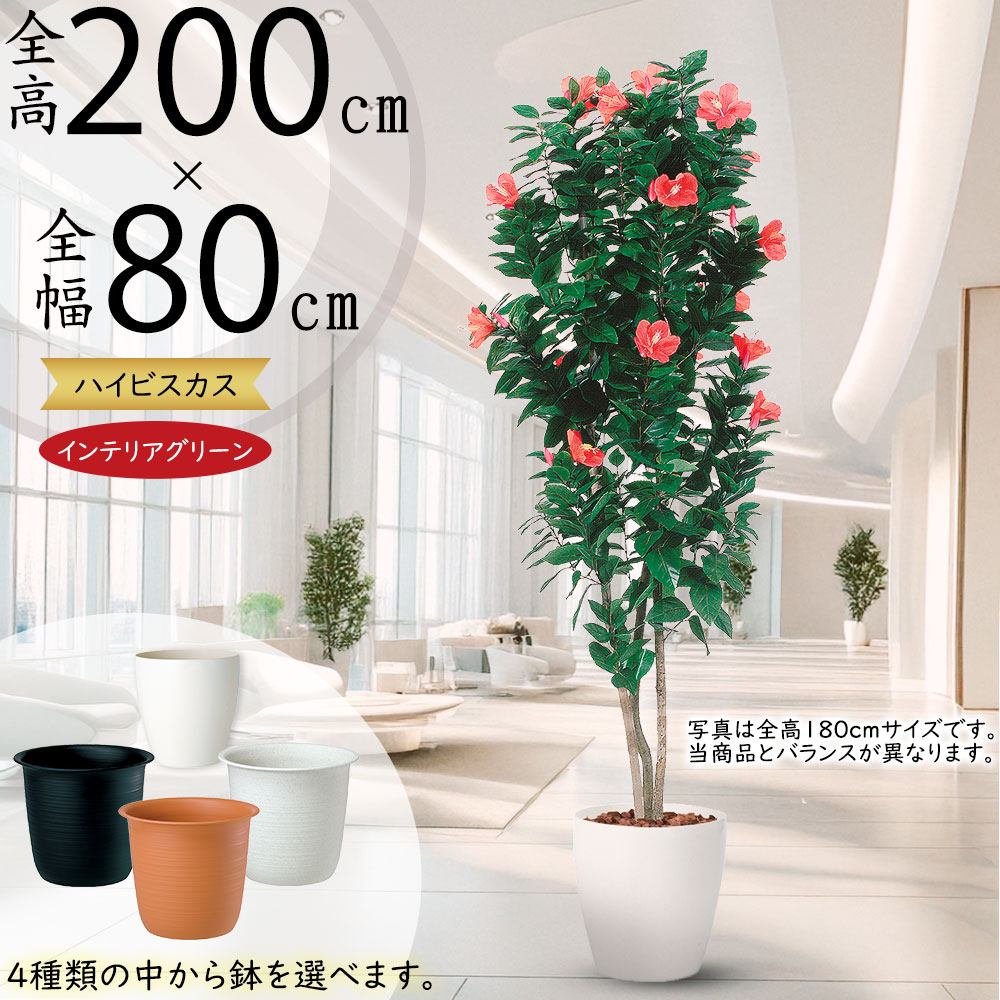 薄化粧　鉢ごと発送 薄化粧 鉢ごと発送 植物の梱包方法について解説 - YouTube