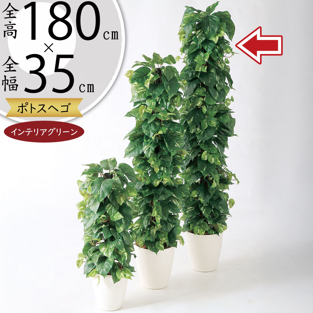 直接引き取り限定 大型 観葉植物 ポトス 高さ約165cm 現状品 ポトス