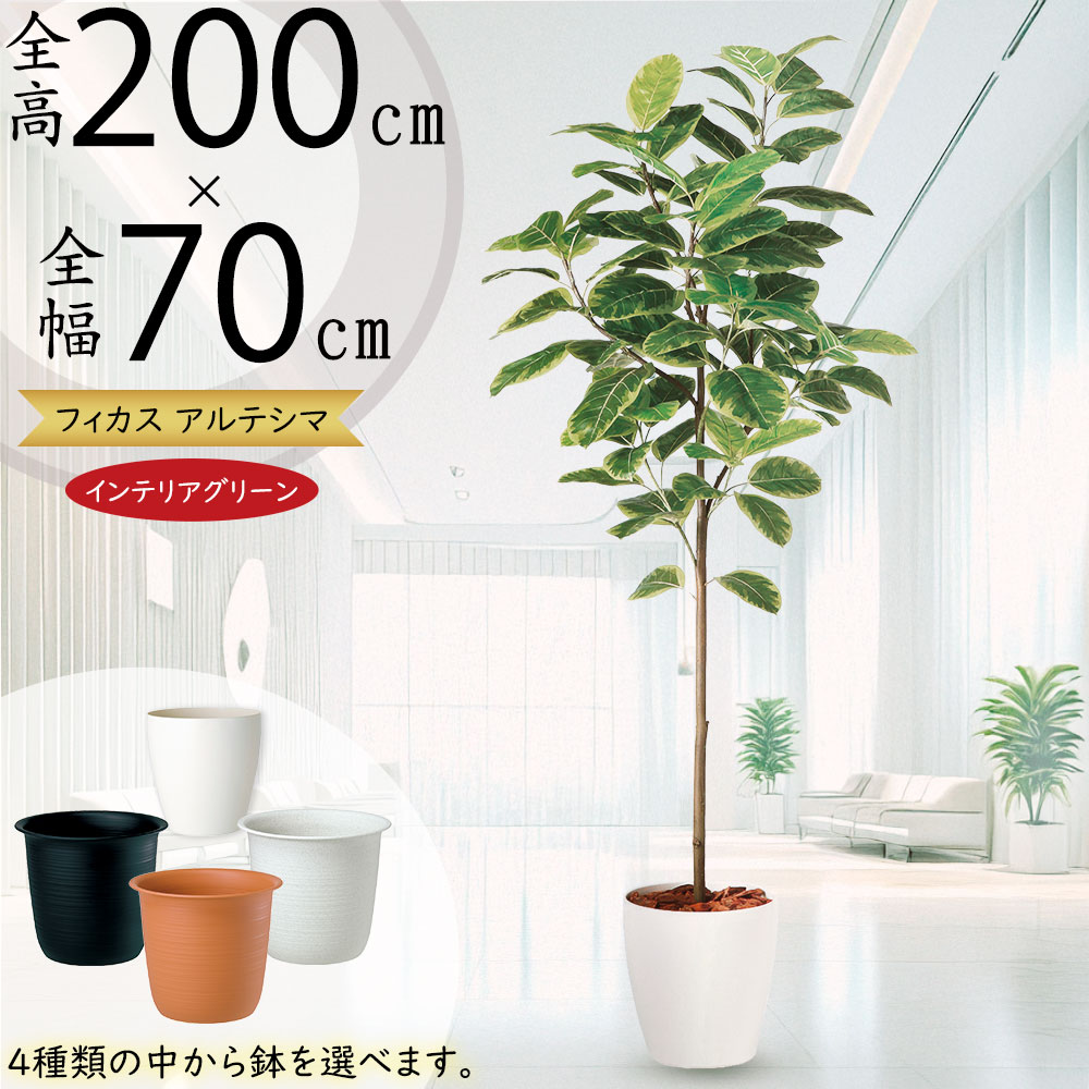 楽天市場】アルテシマ おしゃれ 大型 人気 フェイクグリーン リアル