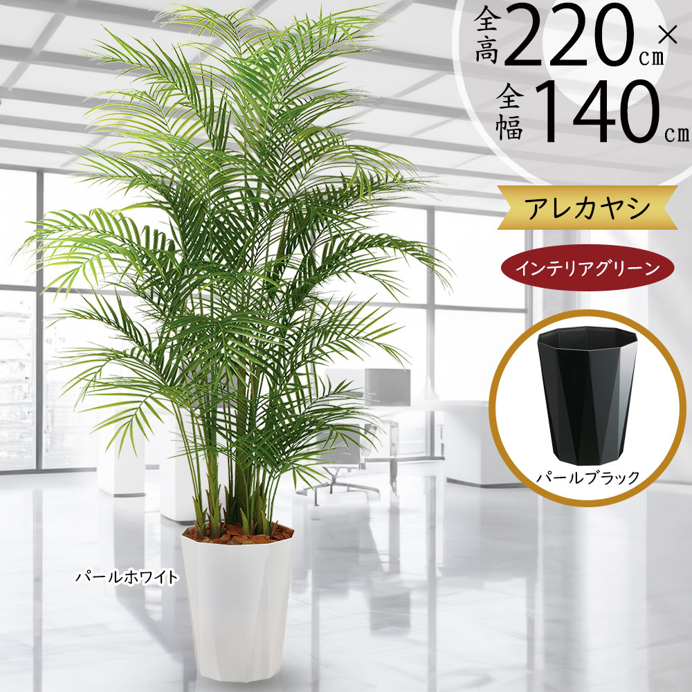 楽天市場】ヤシの木 フェニックス ロベレニー ロベヤシ フェイク