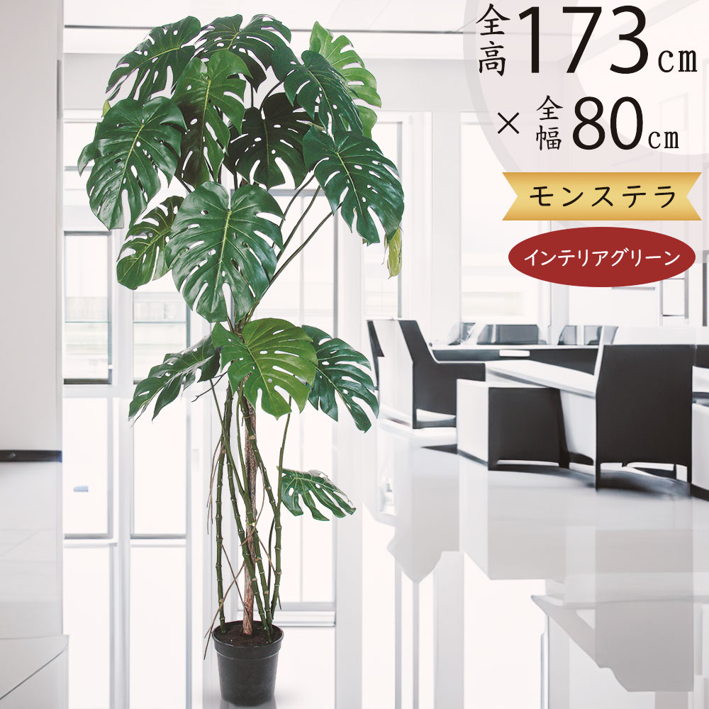 楽天市場】観葉植物 大型 モンステラ・デリシオーサ（根上がり仕立て