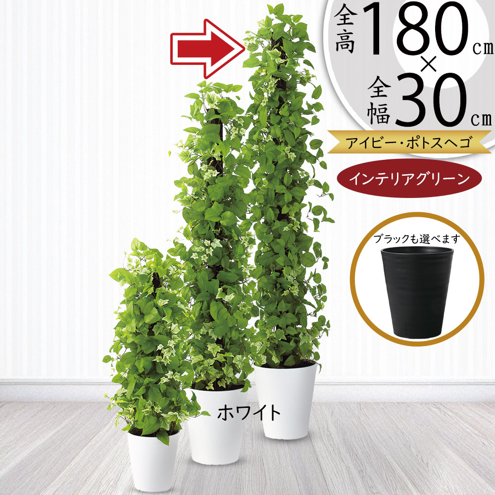 植物人形2体セット t23k91800-z24new.jpg