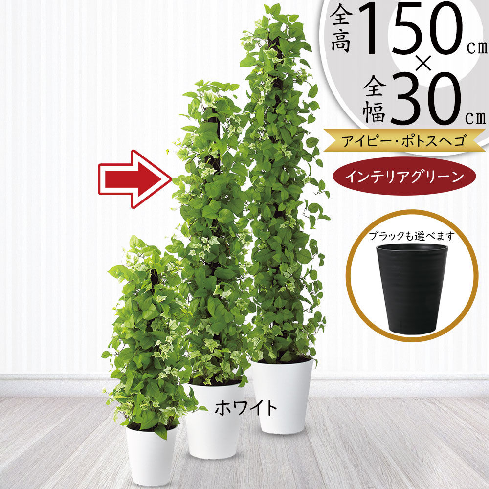 Mr-Dさん専用 人工観葉植物 2個まとめ商品 楽天市場】【5％OFFクーポン発行中】 モンステラ フェイク