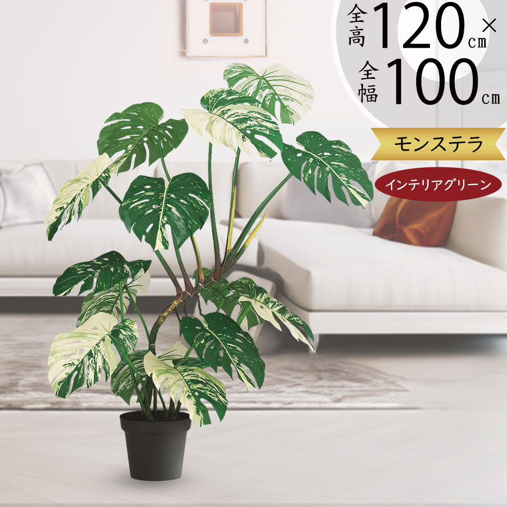 フィカス大葉 モンステラ 緑の空間 癒し植物 フィカス大葉 モンステラ 緑の空間 癒し植物