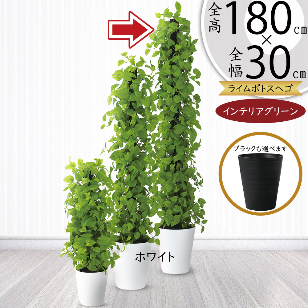 ユニークなグリーン系貝殻 約18cm Amazon | 【貝殻の問屋さん】グリーンウーチン【約4～6cm/5個