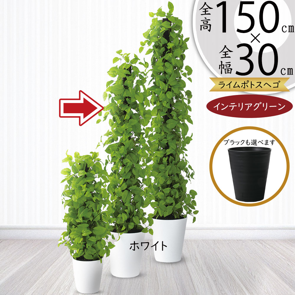 光触媒　人工観葉植物　ウォールグリーン　フェイクグリーン　マーブルポトスヘゴ 楽天市場】ポトス 支柱 ヘゴ フェイクグリーン おしゃれ 人気