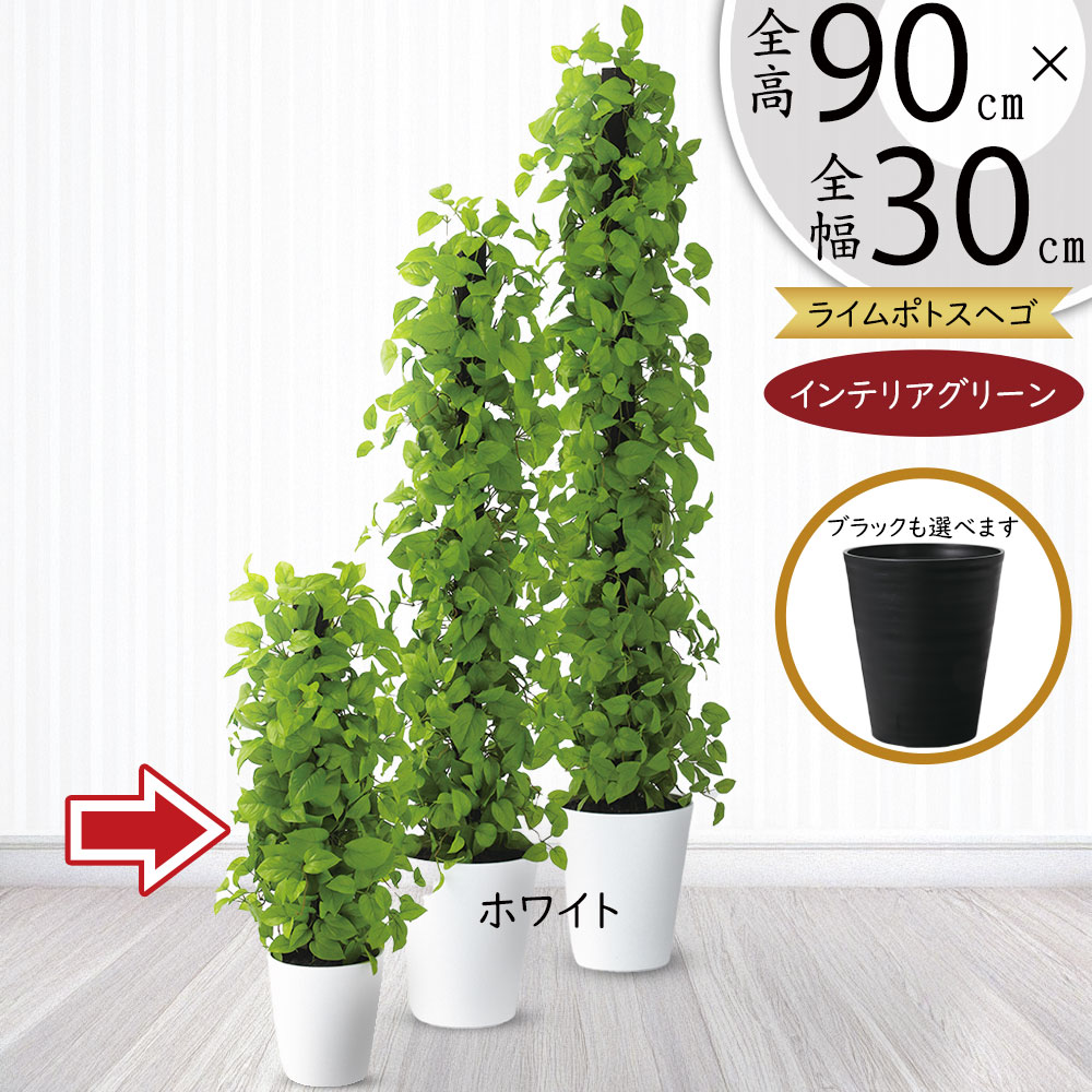 【珍しい樹形】ポリシャス トルネード 観葉植物 インテリアグリーン インテリアグリーン 大型 おしゃれ 人気 おすすめ 観葉植物